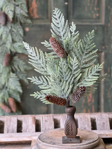 Glittering Plume Pine Bush | 22"