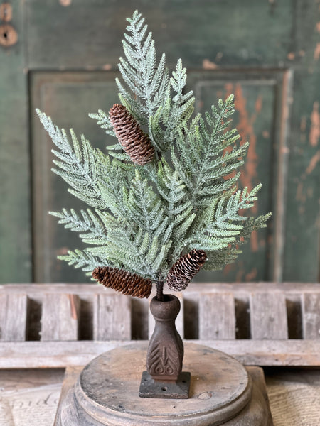 Glittering Plume Pine Bush | 22"