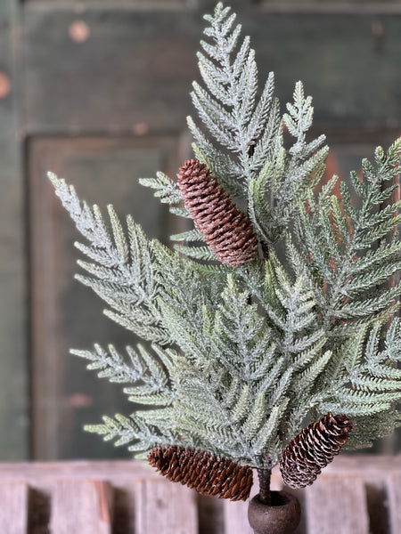 Glittering Plume Pine Bush | 22"