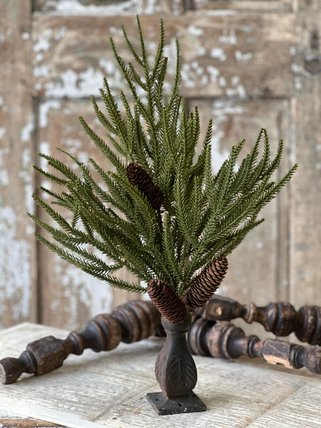 Norfolk Ridge Bush | 22"