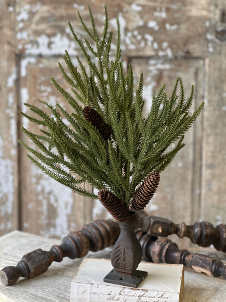 Norfolk Ridge Bush | 22"