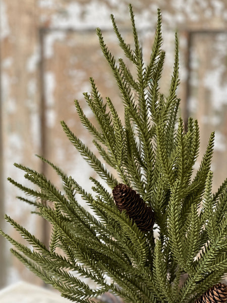 Norfolk Ridge Bush | 22"