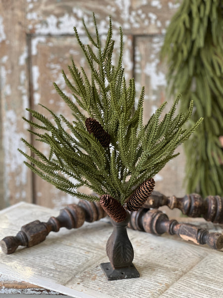 Norfolk Ridge Bush | 22"