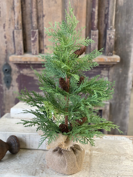 Celtic Cedar Tree | 24" | NOT CURRENTLY IN STOCK-New For Holiday 2026!