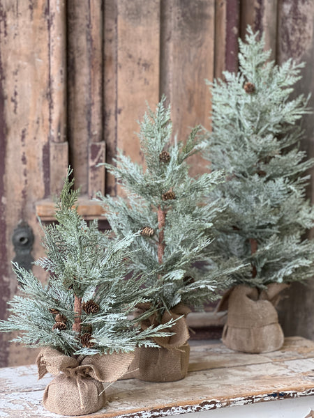 Exalted Evergreen Tree | 30"