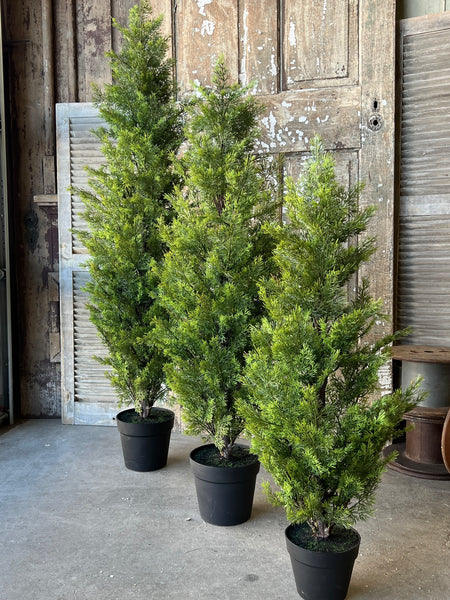 Colonnade Cedar Tree | 5' | SOLD OUT