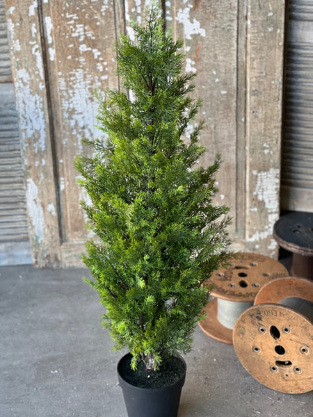 Colonnade Cedar Tree | 4' | SOLD OUT