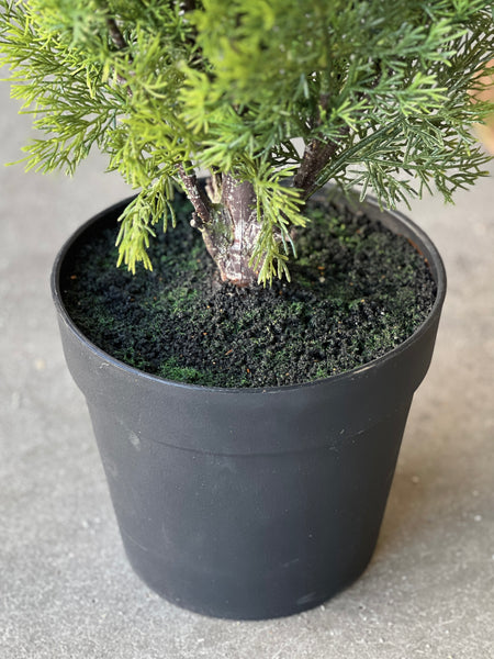 Colonnade Cedar Tree | 3' | SOLD OUT