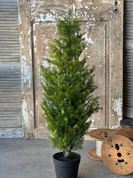 Colonnade Cedar Tree | 4' | SOLD OUT
