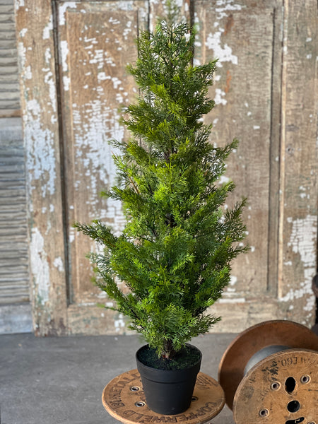 Colonnade Cedar Tree | 3' | SOLD OUT