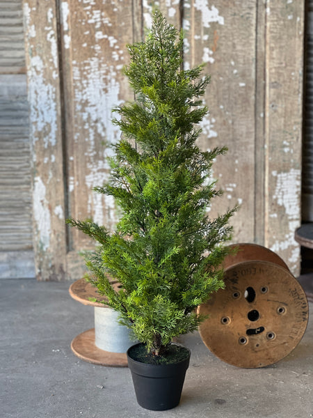 Colonnade Cedar Tree | 3' | SOLD OUT