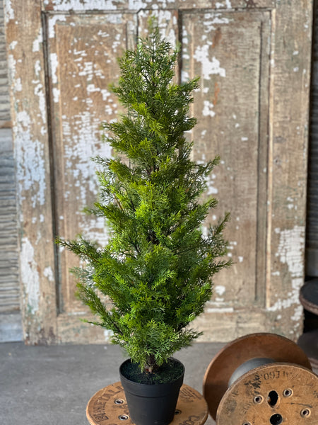 Colonnade Cedar Tree | 3' | SOLD OUT