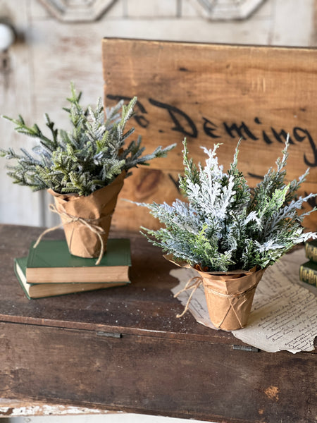 Snow Bliss Pot | 9" | Cypress | SOLD OUT