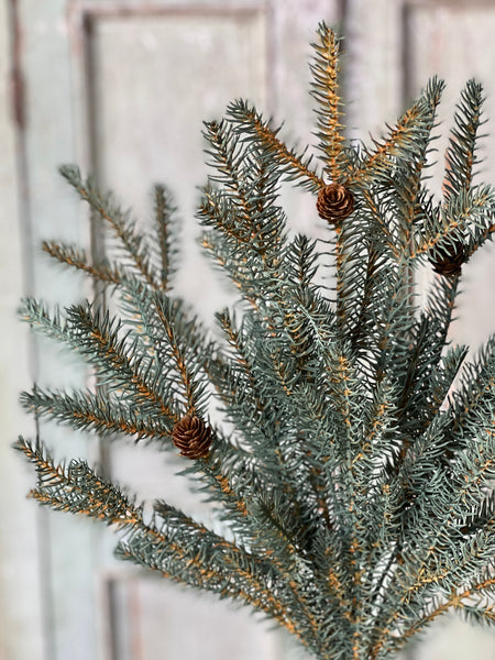 Trinity Fir Bush | 24" | SOLD OUT