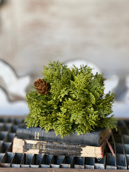 Leyland Cypress Half Sphere | 5.5" | SOLD OUT