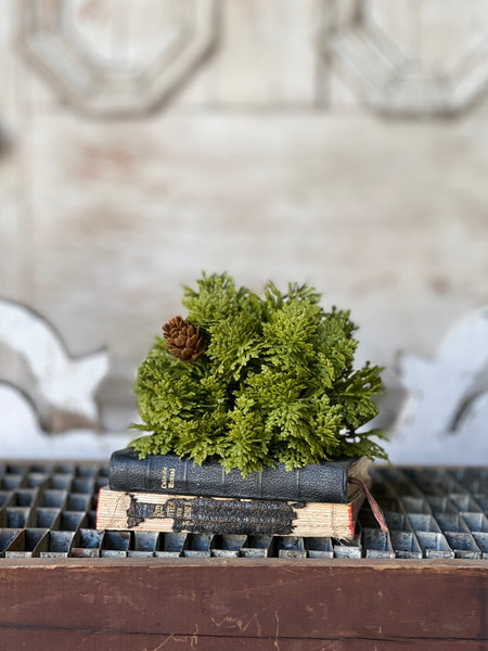 Leyland Cypress Half Sphere | 5.5" | SOLD OUT