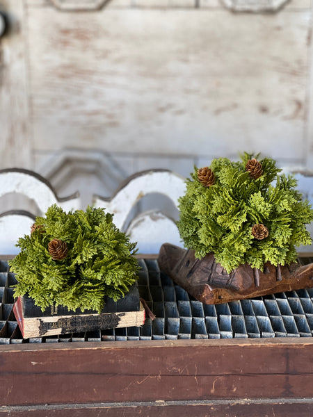 Leyland Cypress Half Sphere | 5.5" | SOLD OUT