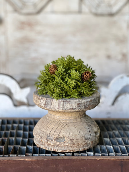 Leyland Cypress Half Sphere | 5.5" | SOLD OUT