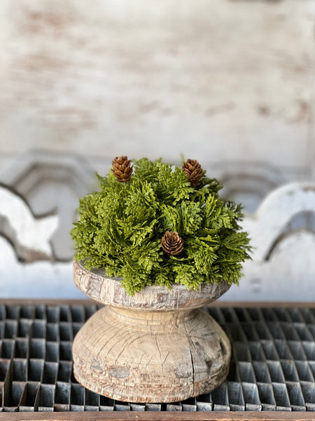 Leyland Cypress Half Sphere | 6" | SOLD OUT