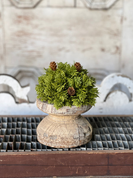 Leyland Cypress Half Sphere | 6" | SOLD OUT
