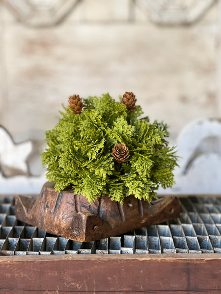 Leyland Cypress Half Sphere | 6" | SOLD OUT