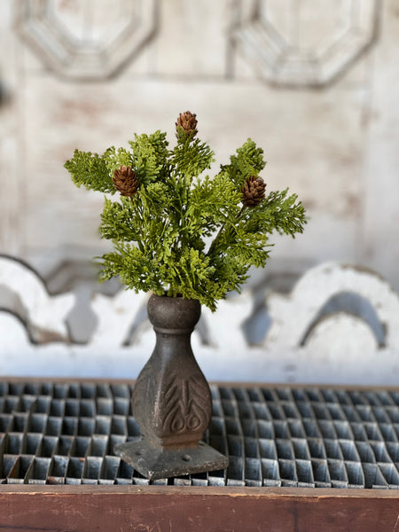 Leyland Cypress Bush | 10.5" | SOLD OUT