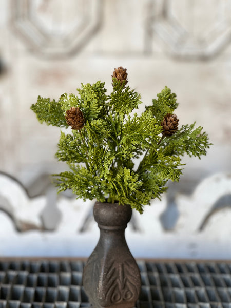 Leyland Cypress Bush | 10.5" | SOLD OUT