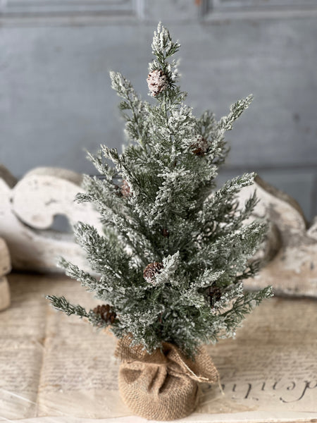 Shilling Cedar Tree | 18"