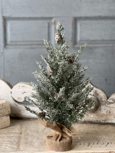 Shilling Cedar Tree | 18"