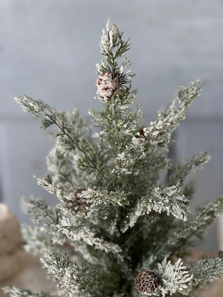 Shilling Cedar Tree | 18"