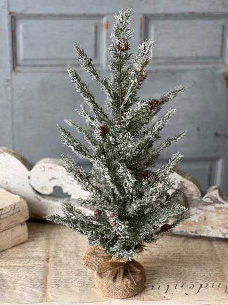 Shilling Cedar Tree | 24"