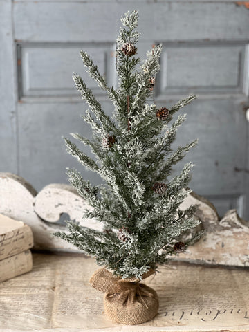 Shilling Cedar Tree | 24"