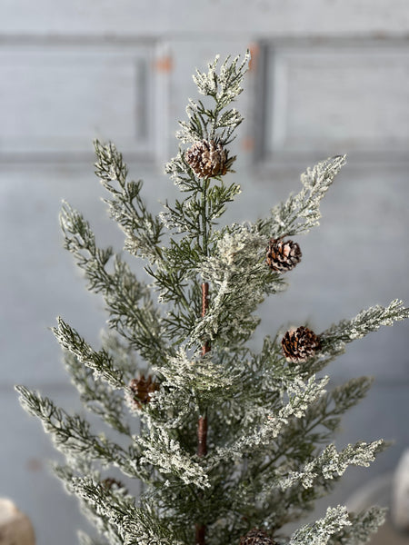 Shilling Cedar Tree | 24"