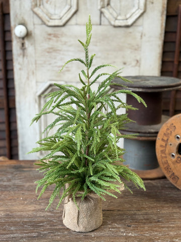 York Norfolk Pine Tree | 24" | NOT CURRENTLY IN STOCK-New For Holiday 2026!