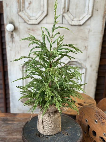 York Norfolk Pine Tree | 24" | NOT CURRENTLY IN STOCK-New For Holiday 2026!