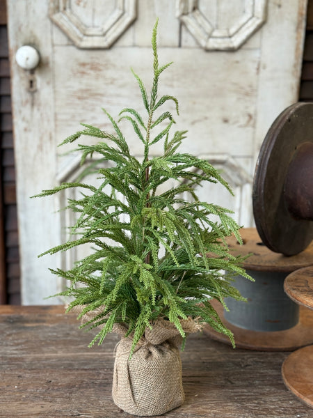 York Norfolk Pine Tree | 24" | NOT CURRENTLY IN STOCK-New For Holiday 2026!