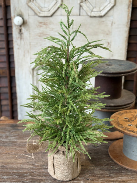York Norfolk Pine Tree | 30" | NOT CURRENTLY IN STOCK-New For Holiday 2026!