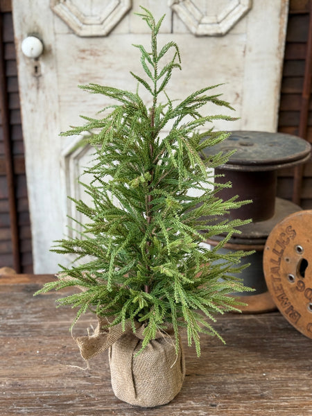 York Norfolk Pine Tree | 30" | NOT CURRENTLY IN STOCK-New For Holiday 2026!