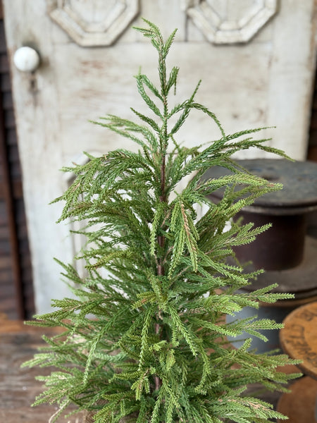 York Norfolk Pine Tree | 30" | NOT CURRENTLY IN STOCK-New For Holiday 2026!