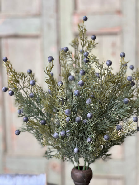Midnight Juniper Bush | 18"