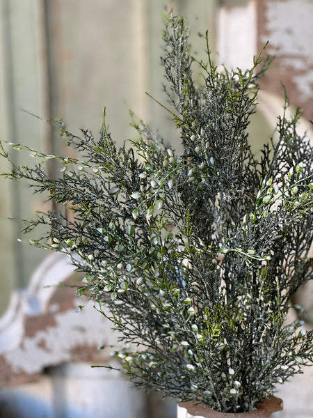 Shimmering Cedar Bush | 20"