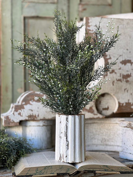 Shimmering Cedar Bush | 20"