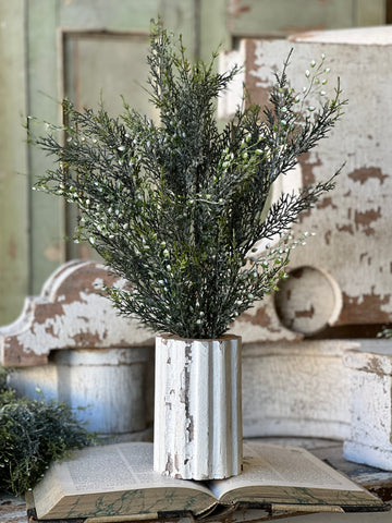 Shimmering Cedar Bush | 20"