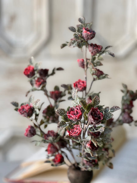 Frosted Tiny Tea Rose Bush | 14" | SOLD OUT