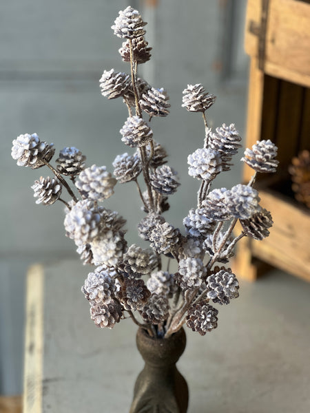 Snow Creek Cone Bush | 15"