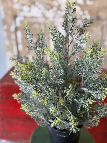 Icy Ingles Cypress Pot | 18" | NOT CURRENTLY IN STOCK-New For Holiday 2026!