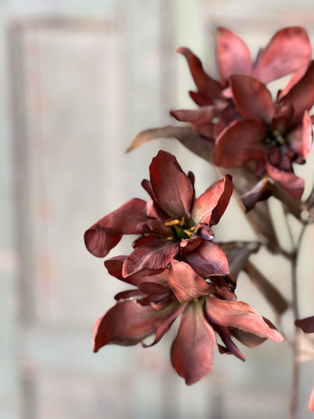 Canna Spray | 33" | Rust