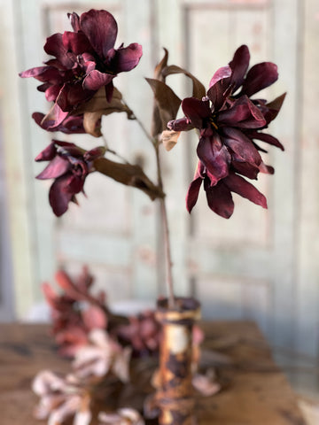 Canna Spray | 33" | Deep