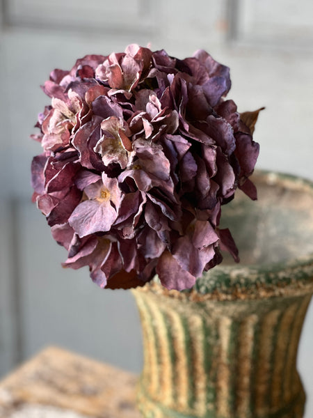 Empire Hydrangea | 25" | Lotus
