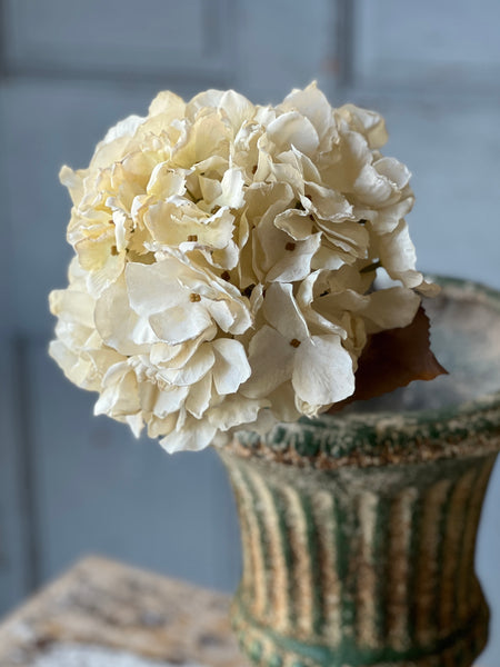 Empire Hydrangea | 25" | Dream | SOLD OUT